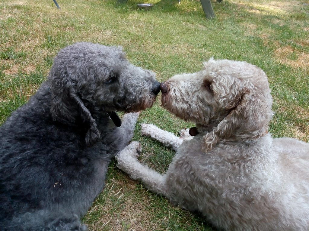 Bedlington Terrier Rescue helping Bedlington Terriers and their crosses