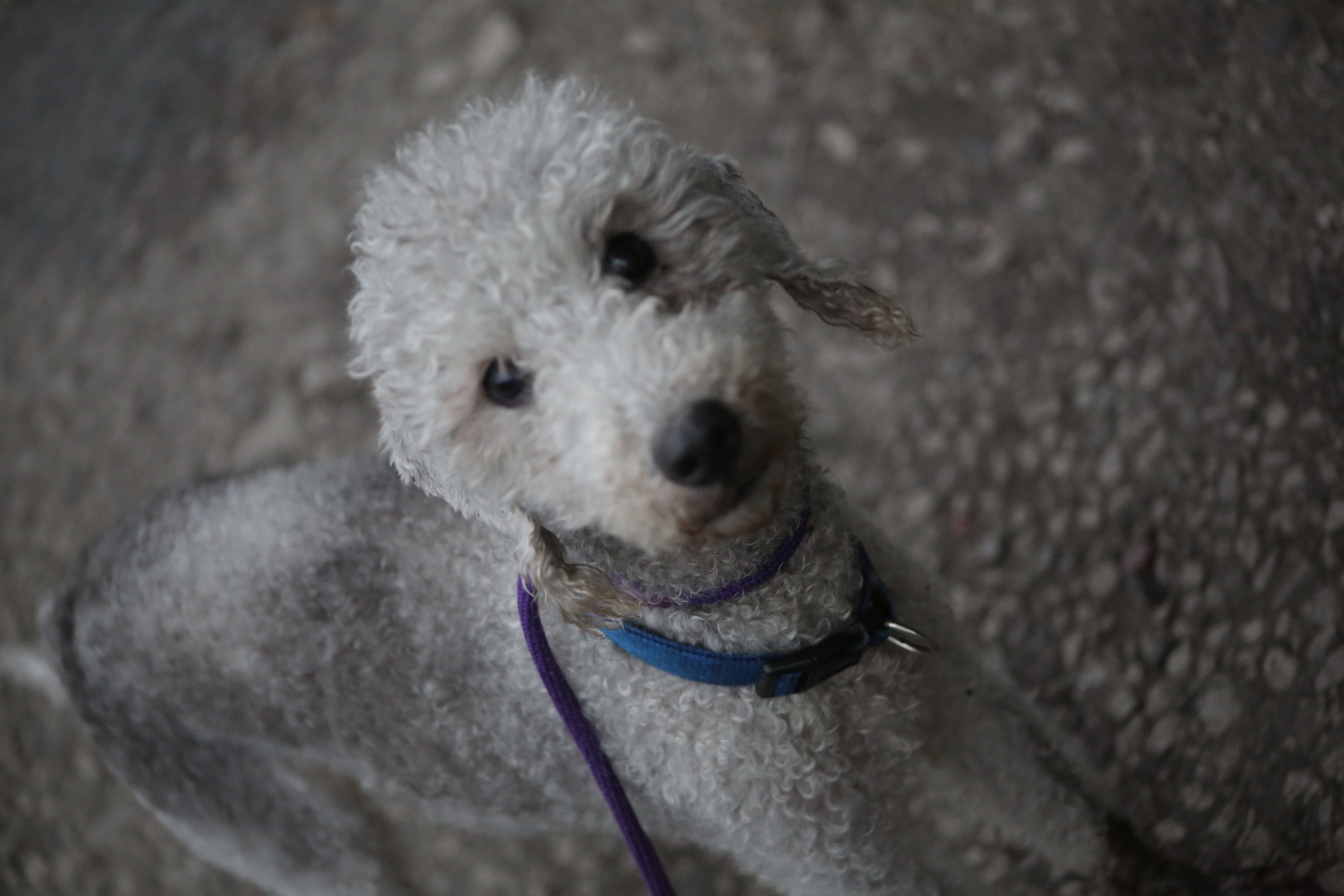 Support a BTRF Foster Dog Bedlington Terrier Rescue