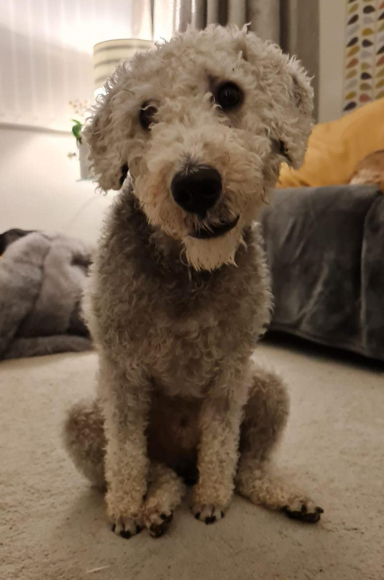 Bedlington Terrier Rescue helping Bedlington Terriers and their crosses