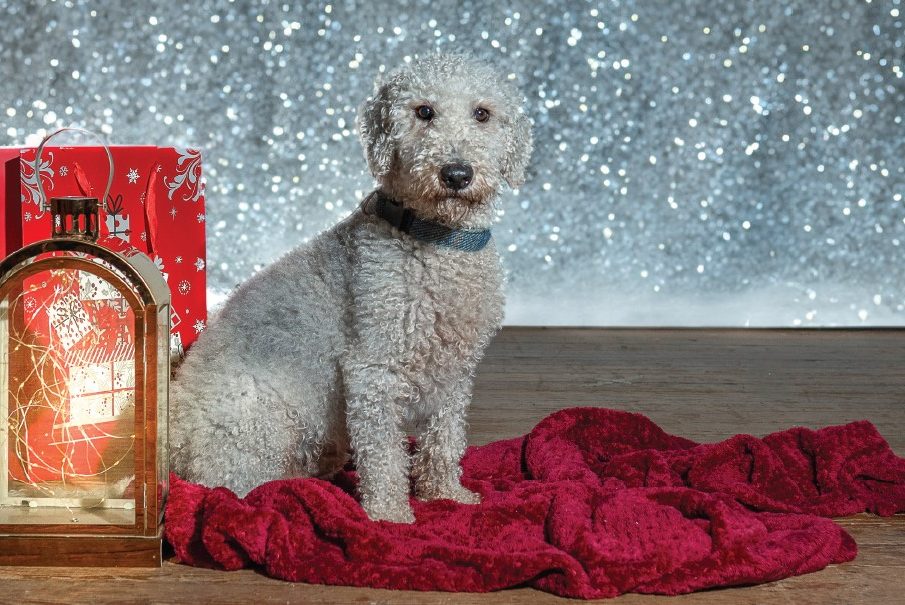 BTRF Christmas Cards 2023 Bedlington Terrier Rescue