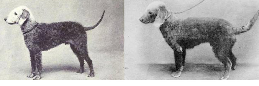 History of the Breed