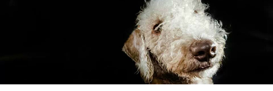 Burn’s Dog’s Day Out 2016