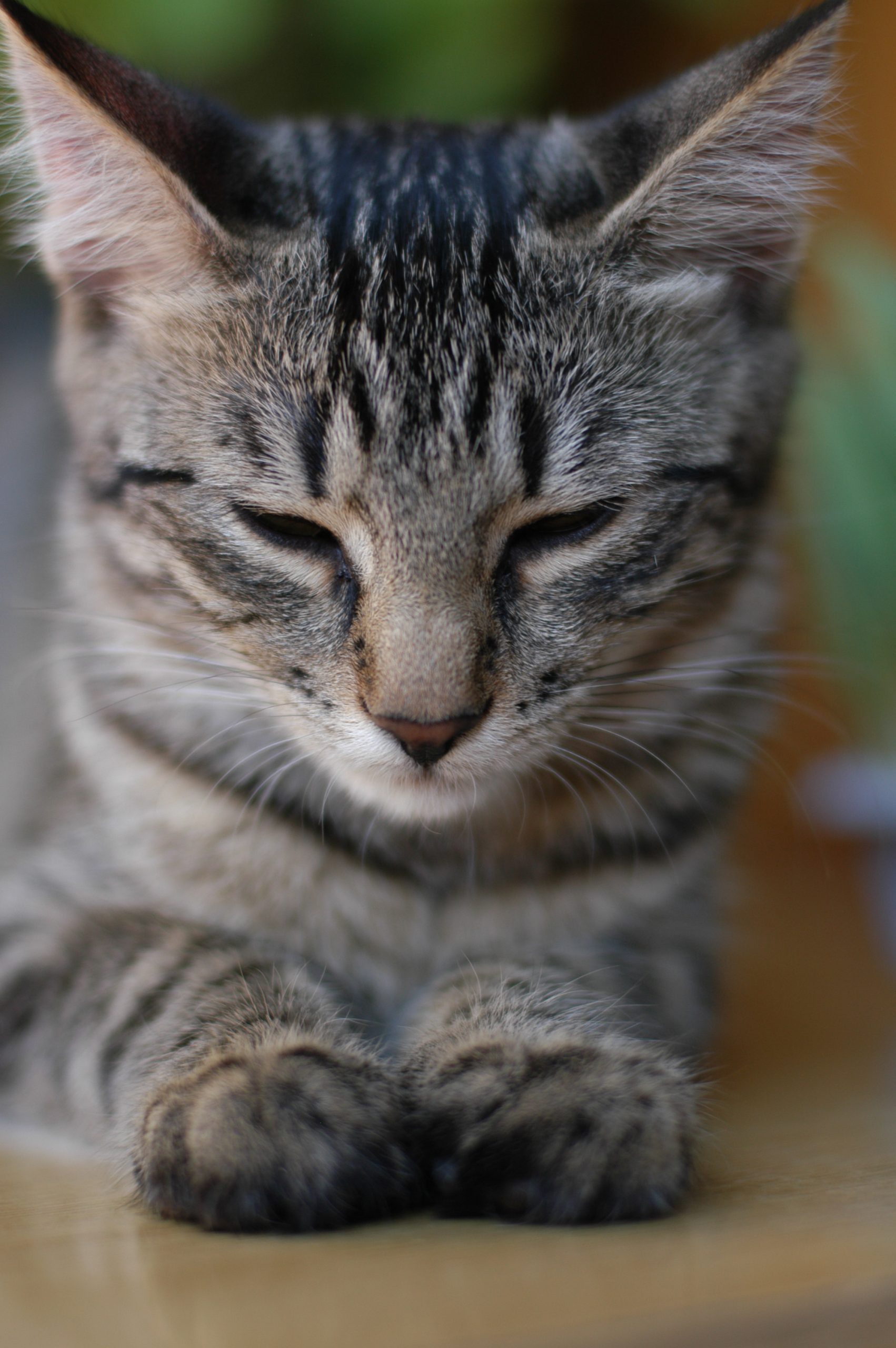 Adopting a Bedlington Terrier or Bedlington cross if you have a cat