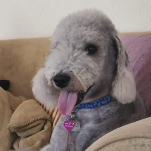 Welcome to Doogal’s Sponsor a Foster Dog page