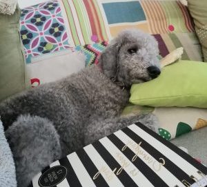 Welcome to Little Mo’s Sponsor a Foster Dog page