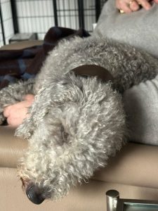 Welcome to Tegan’s Sponsor a Foster Dog page