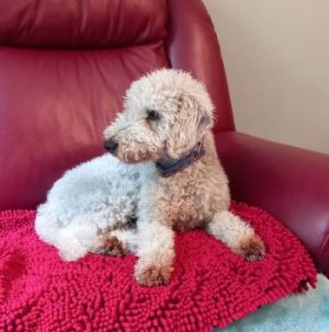 Welcome to Ewan’s Sponsor a Foster Dog page